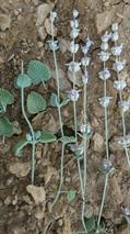 پونه سای انبوه